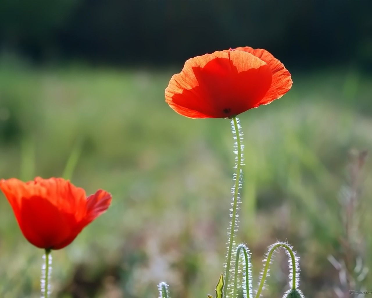 Pairs of flowers and green leaves wallpaper (2) #3 - 1280x1024