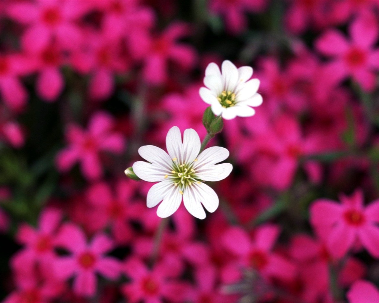 Pairs of flowers and green leaves wallpaper (2) #4 - 1280x1024