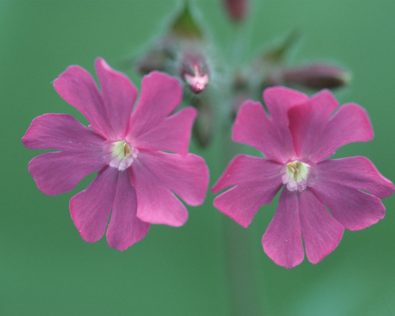 Pairs of flowers and green leaves wallpaper (2) #5 - 1280x1024