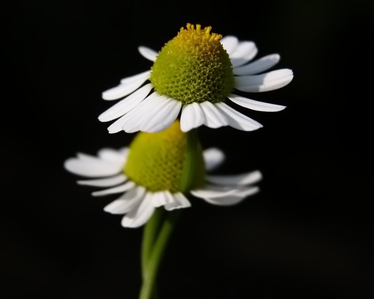 Pairs of flowers and green leaves wallpaper (2) #7 - 1280x1024