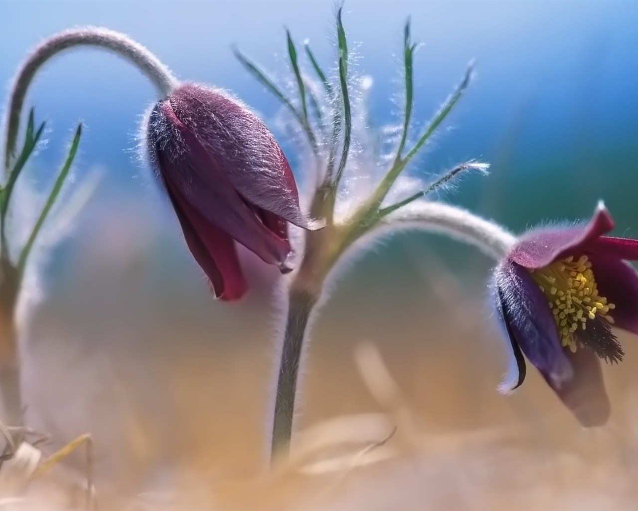 Pairs of flowers and green leaves wallpaper (2) #8 - 1280x1024