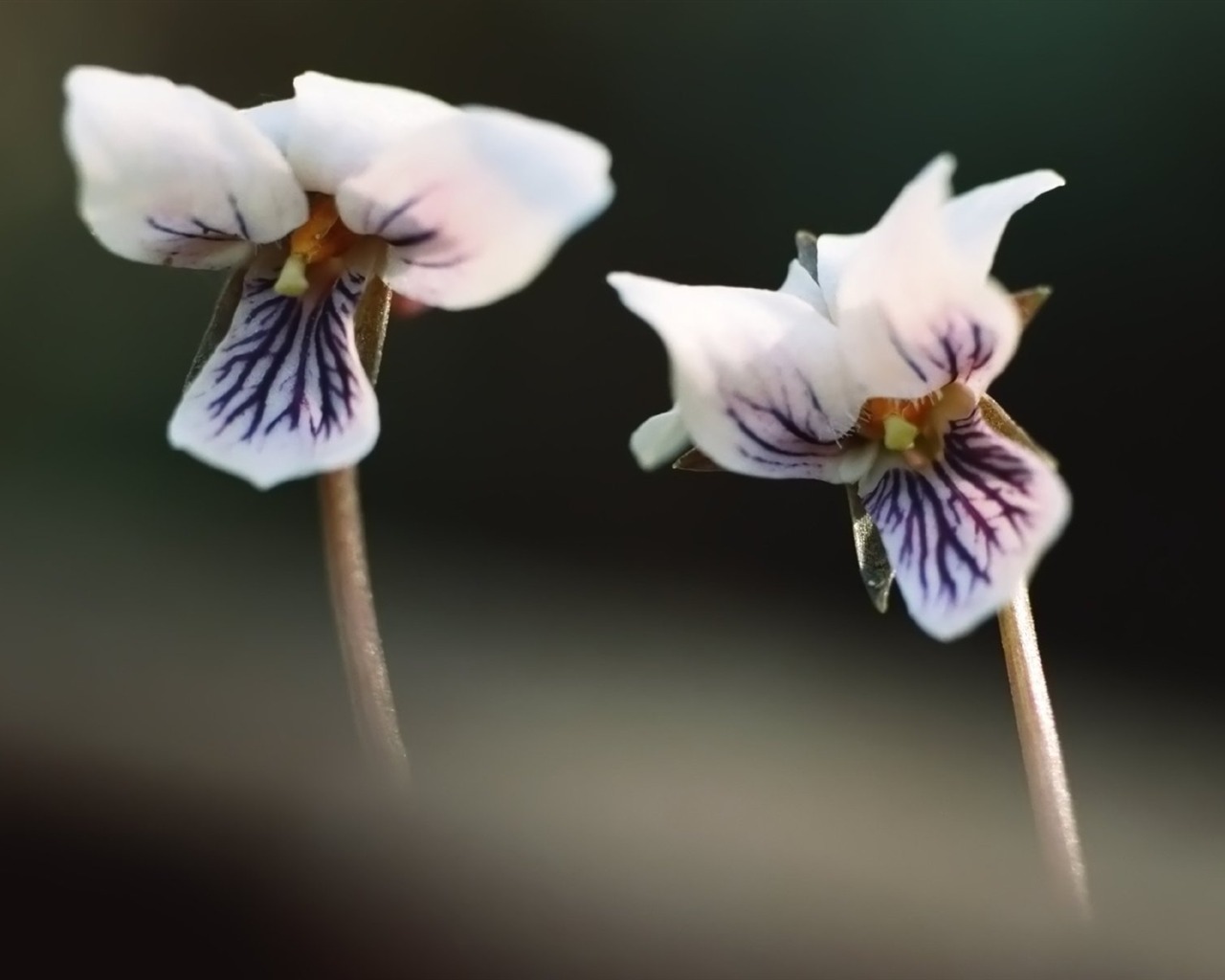 Pairs of flowers and green leaves wallpaper (2) #9 - 1280x1024