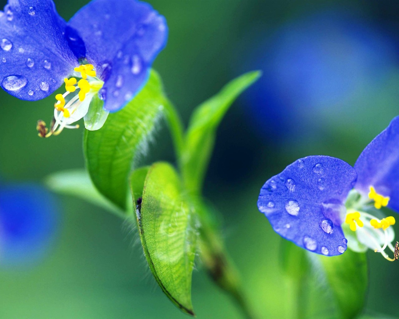 Pairs of flowers and green leaves wallpaper (2) #10 - 1280x1024