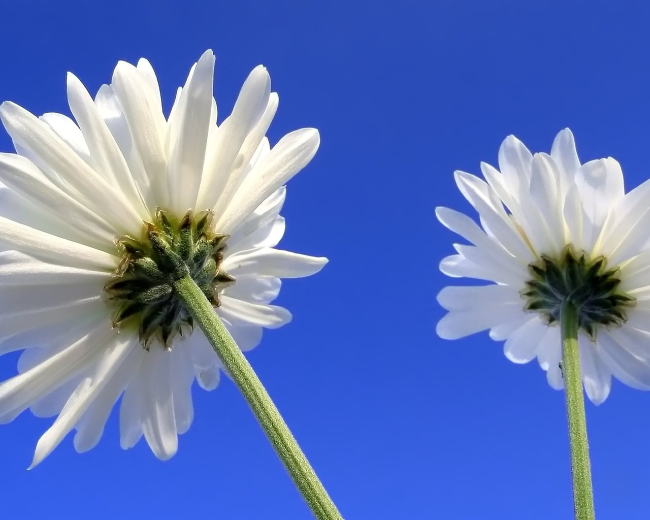 Pairs of flowers and green leaves wallpaper (2) #12 - 1280x1024