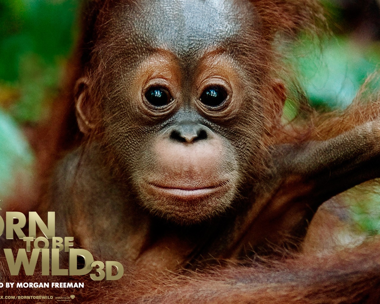 Born To Be Wild tapety na plochu #1 - 1280x1024