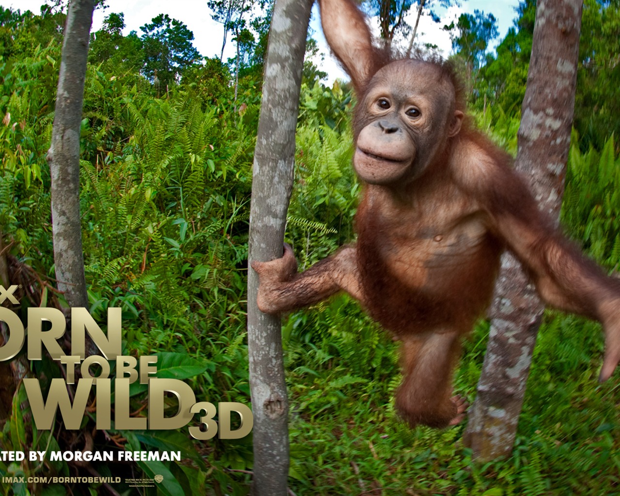 Born To Be Wild tapety na plochu #6 - 1280x1024