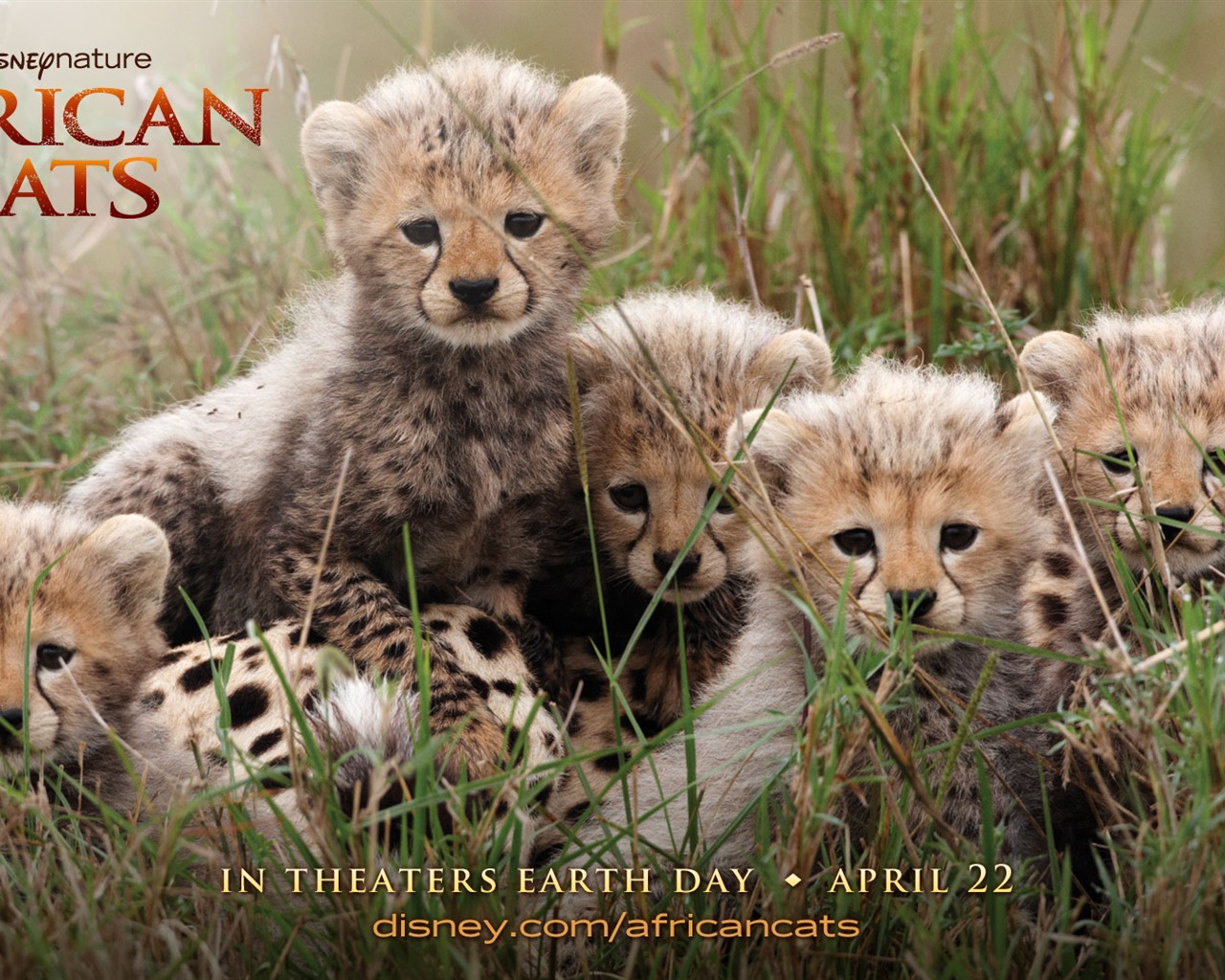 African Cats: Kingdom of Courage 非洲猫科：勇气国度1 - 1280x1024