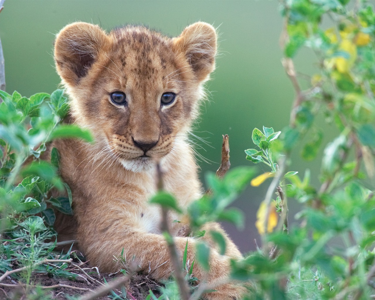 African Cats: Kingdom of Courage 非洲猫科：勇气国度2 - 1280x1024