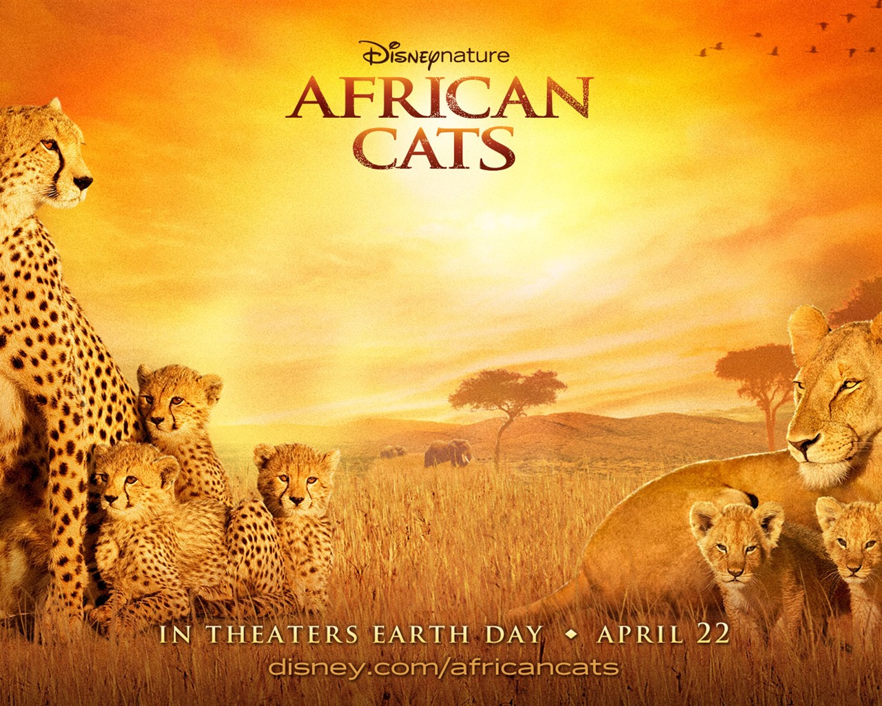 アフリカの猫：勇気の王国壁紙 #3 - 1280x1024