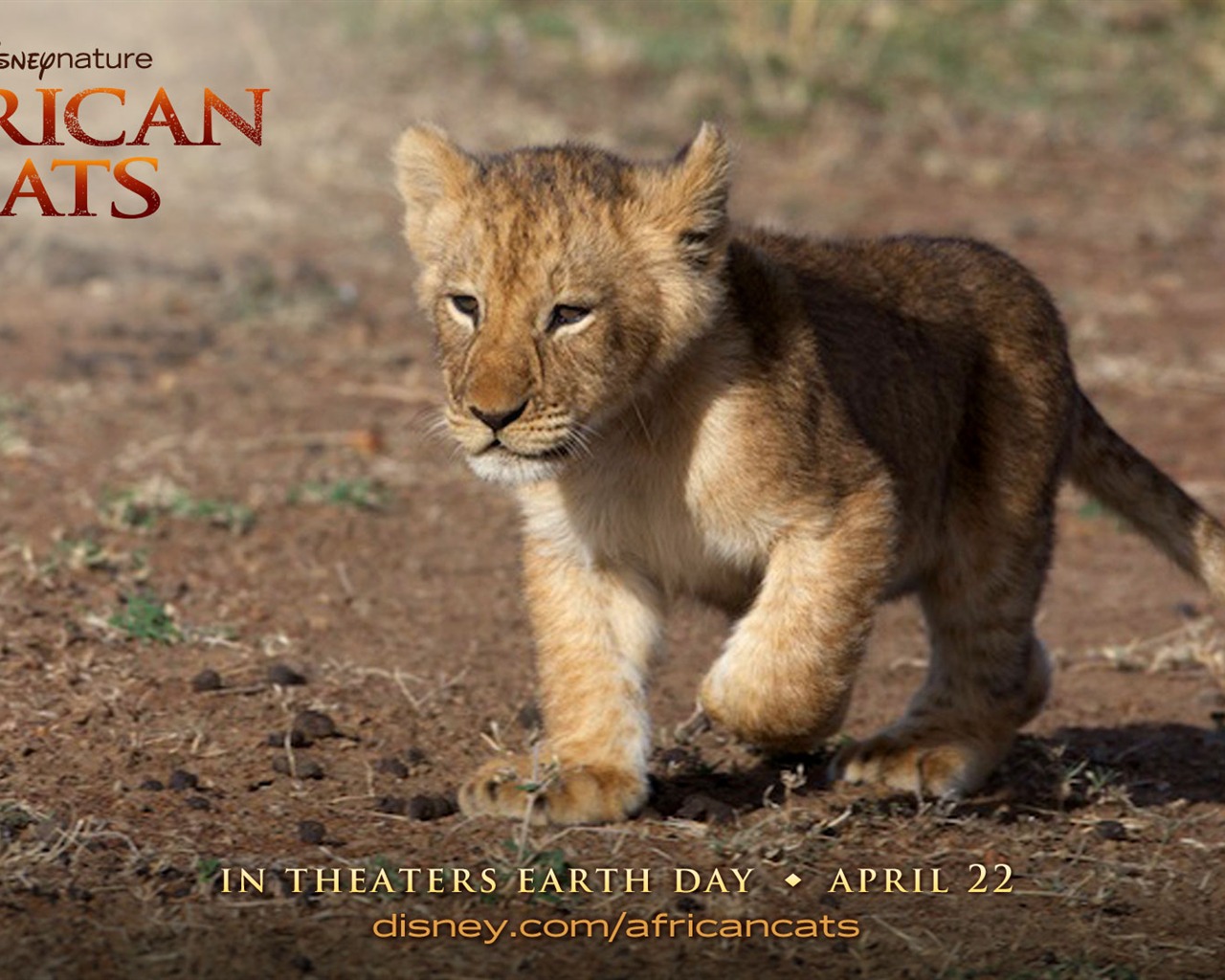 African Cats: Kingdom of Courage fonds d'écran #4 - 1280x1024