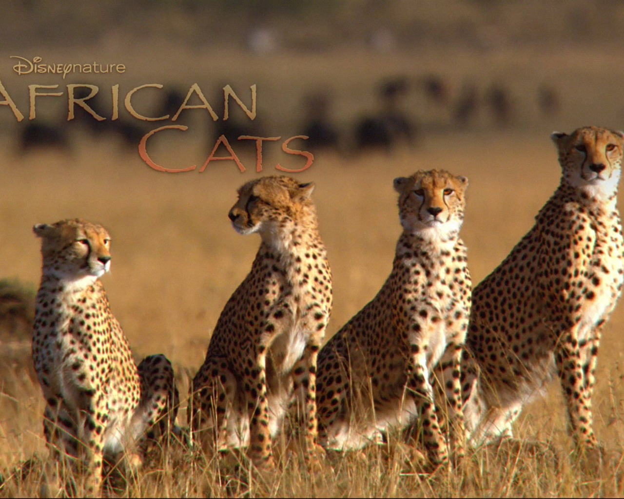 アフリカの猫：勇気の王国壁紙 #5 - 1280x1024