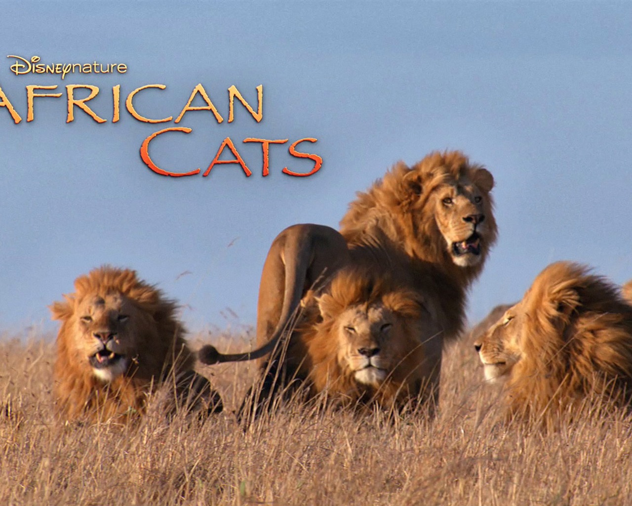 アフリカの猫：勇気の王国壁紙 #6 - 1280x1024