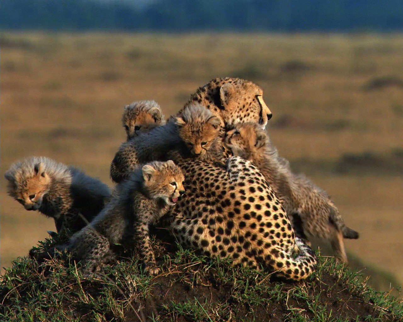 African Cats: Kingdom of Courage 非洲貓科：勇氣國度 #7 - 1280x1024