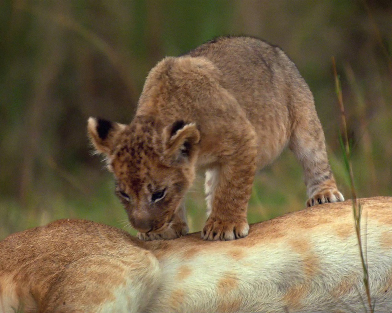 African Cats: Kingdom of Courage 非洲猫科：勇气国度9 - 1280x1024