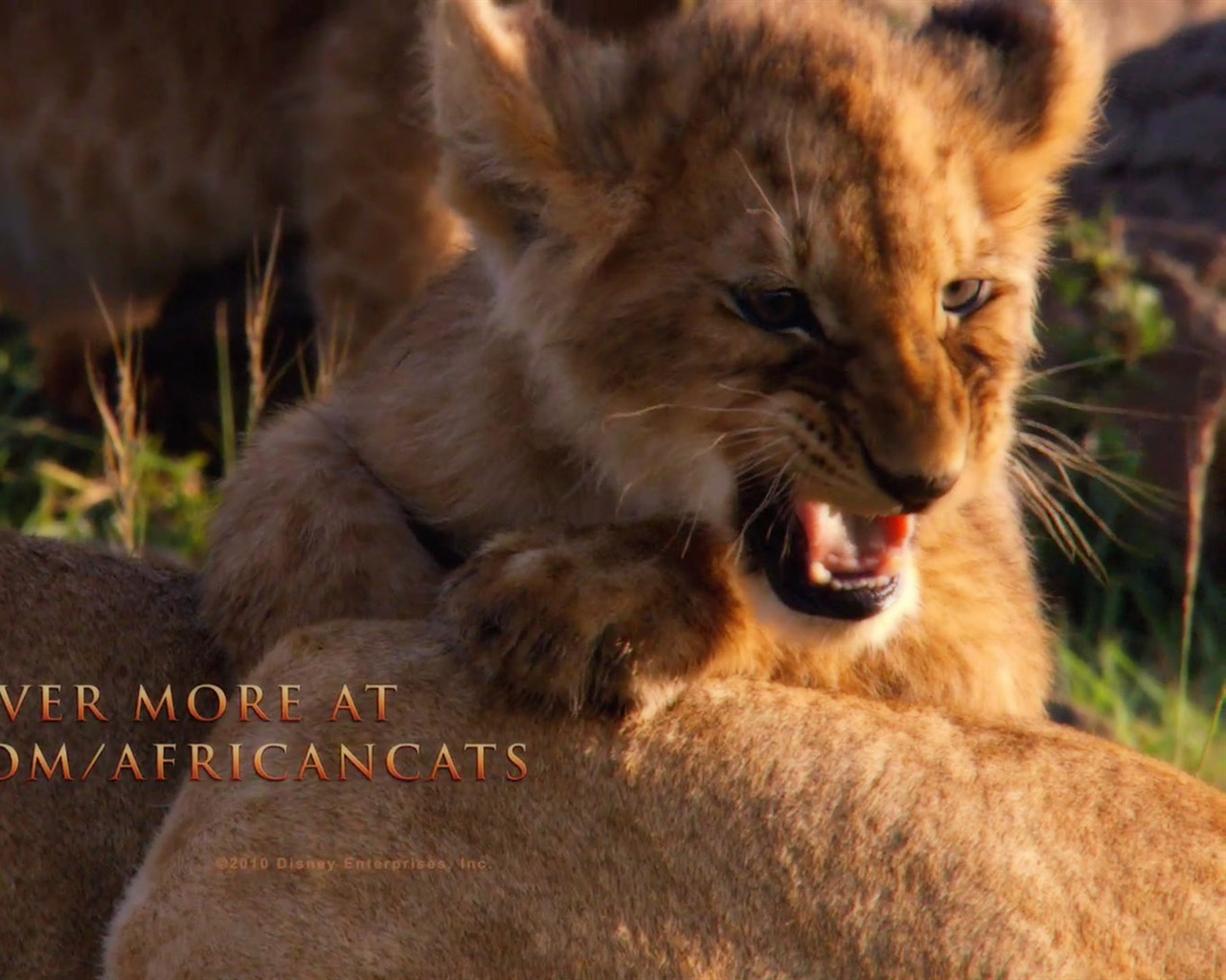 アフリカの猫：勇気の王国壁紙 #12 - 1280x1024
