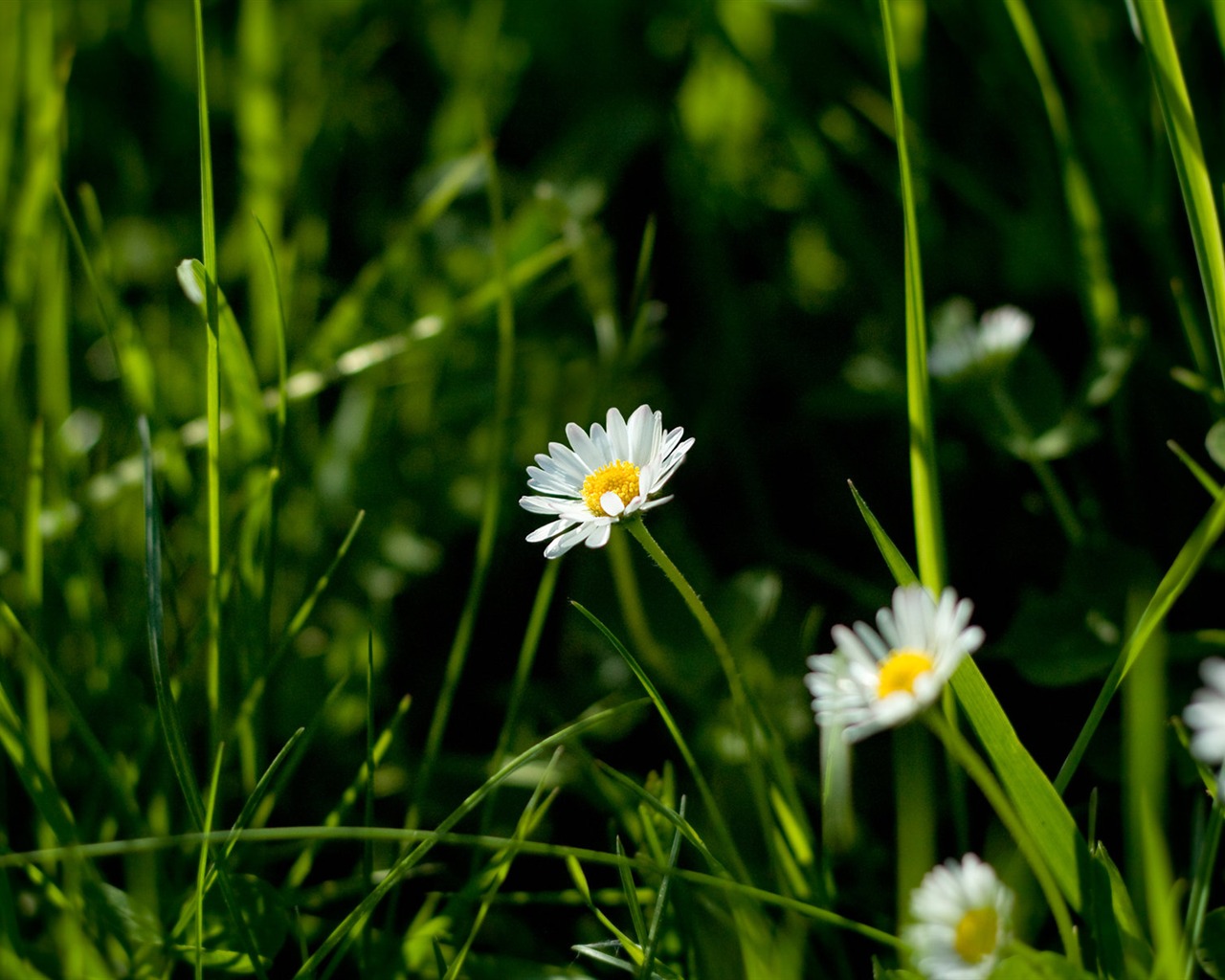 New Zealand Nature Wallpaper (1) #11 - 1280x1024