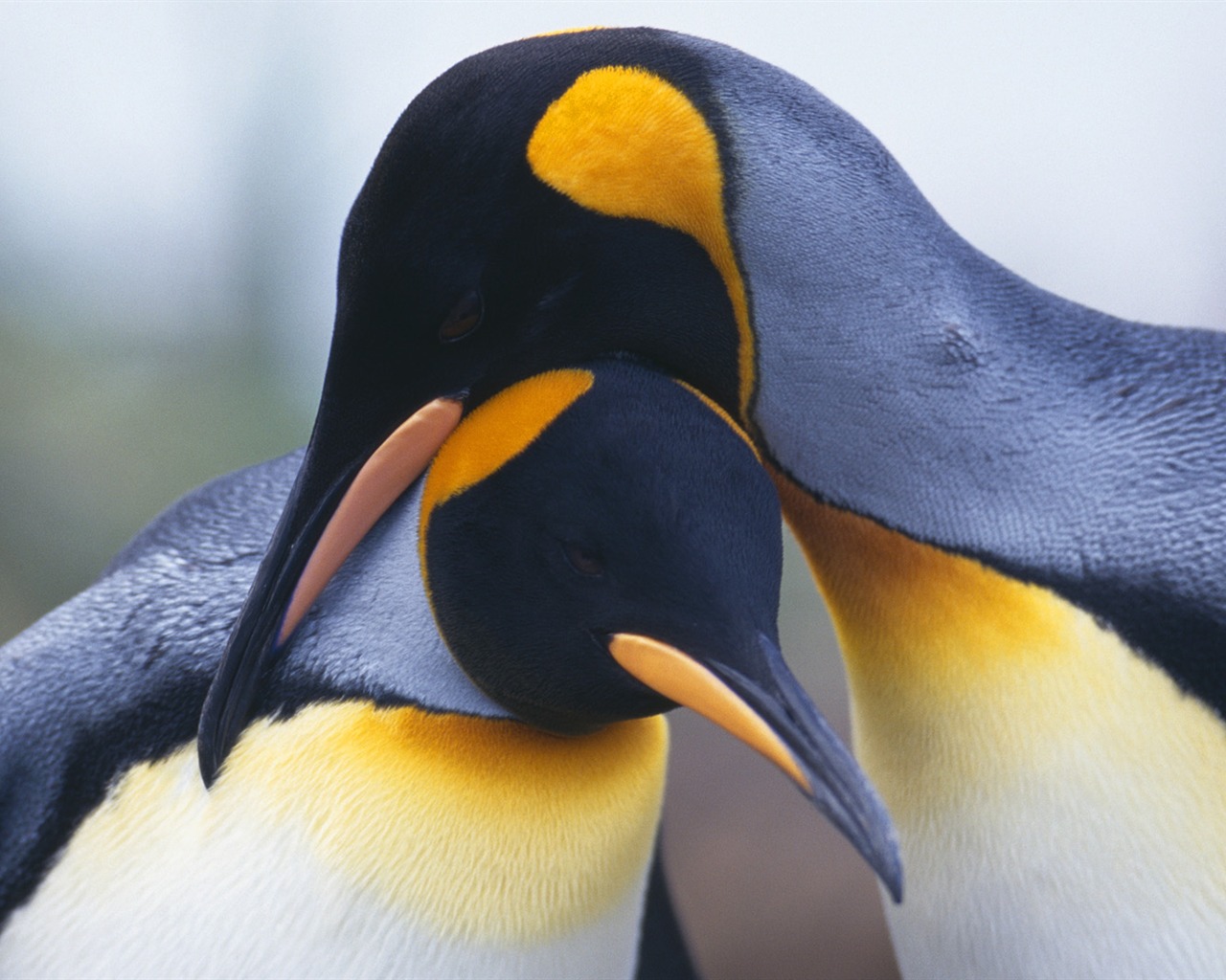 Animal Widescreen Wallpapers Collection (28) #1 - 1280x1024