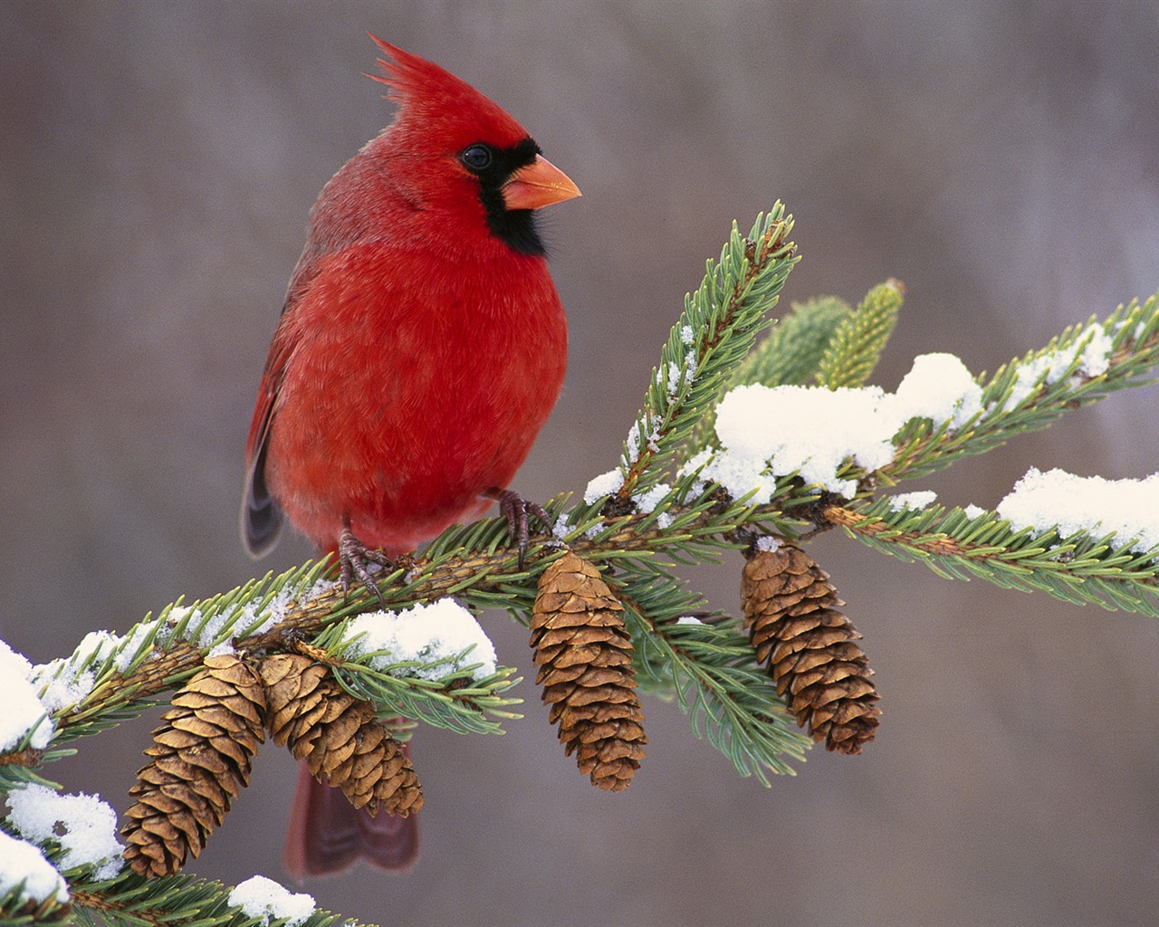 Animal Widescreen Wallpapers Collection (28) #18 - 1280x1024