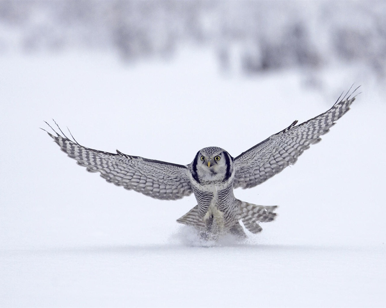 Animal Widescreen Wallpapers Collection (31) #7 - 1280x1024