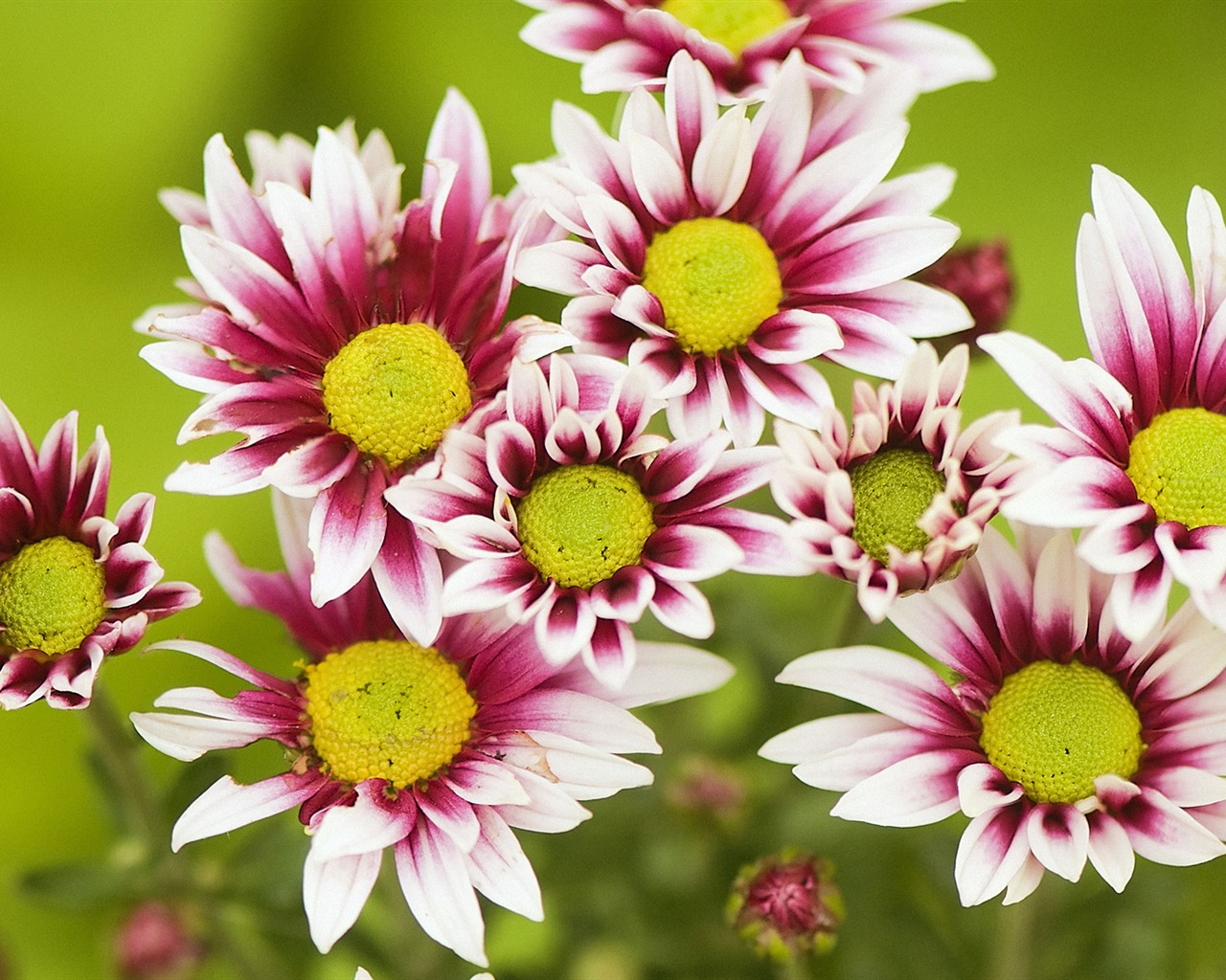 Widescreen wallpaper flowers close-up (32) #1 - 1280x1024