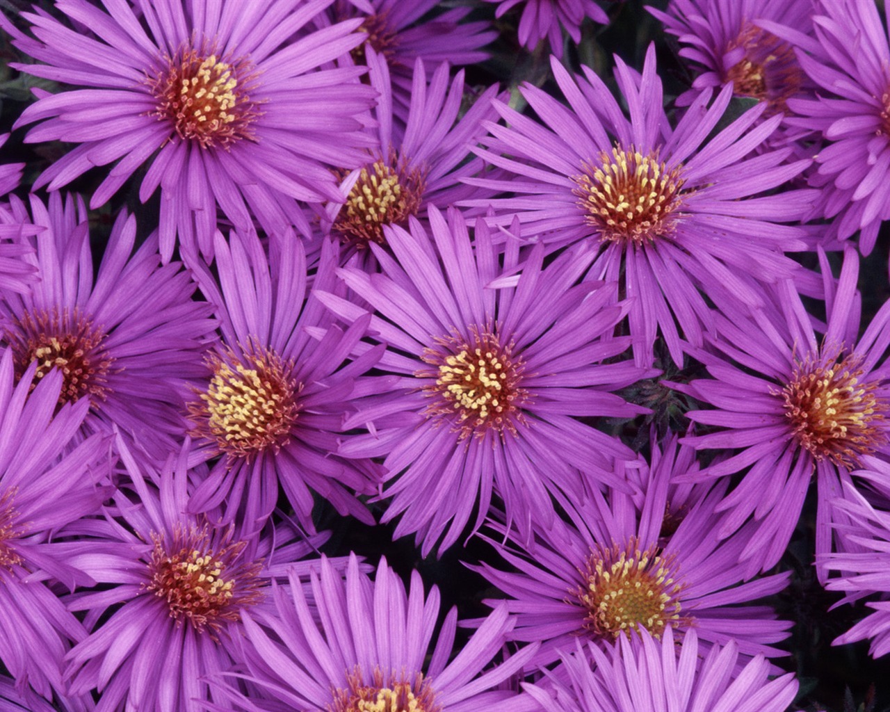 Widescreen wallpaper flowers close-up (32) #8 - 1280x1024