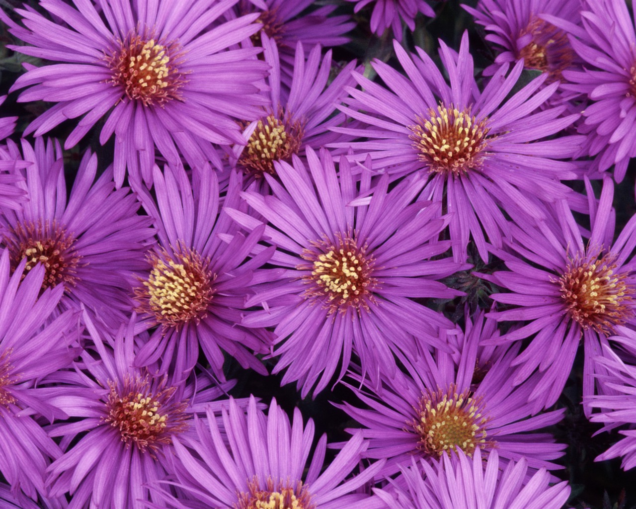 寬屏鮮花特寫 壁紙(32) #8 - 1280x1024