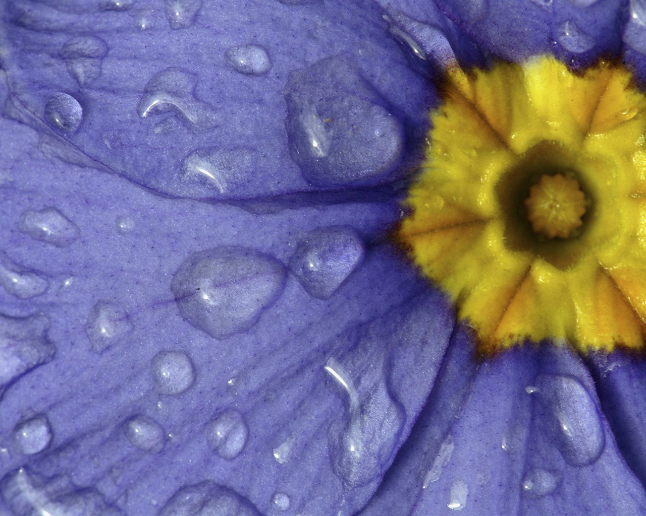 Widescreen wallpaper flowers close-up (32) #11 - 1280x1024