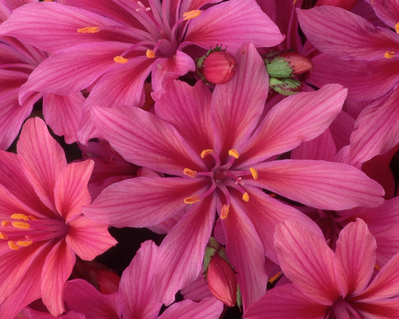 寬屏鮮花特寫 壁紙(32) #15 - 1280x1024
