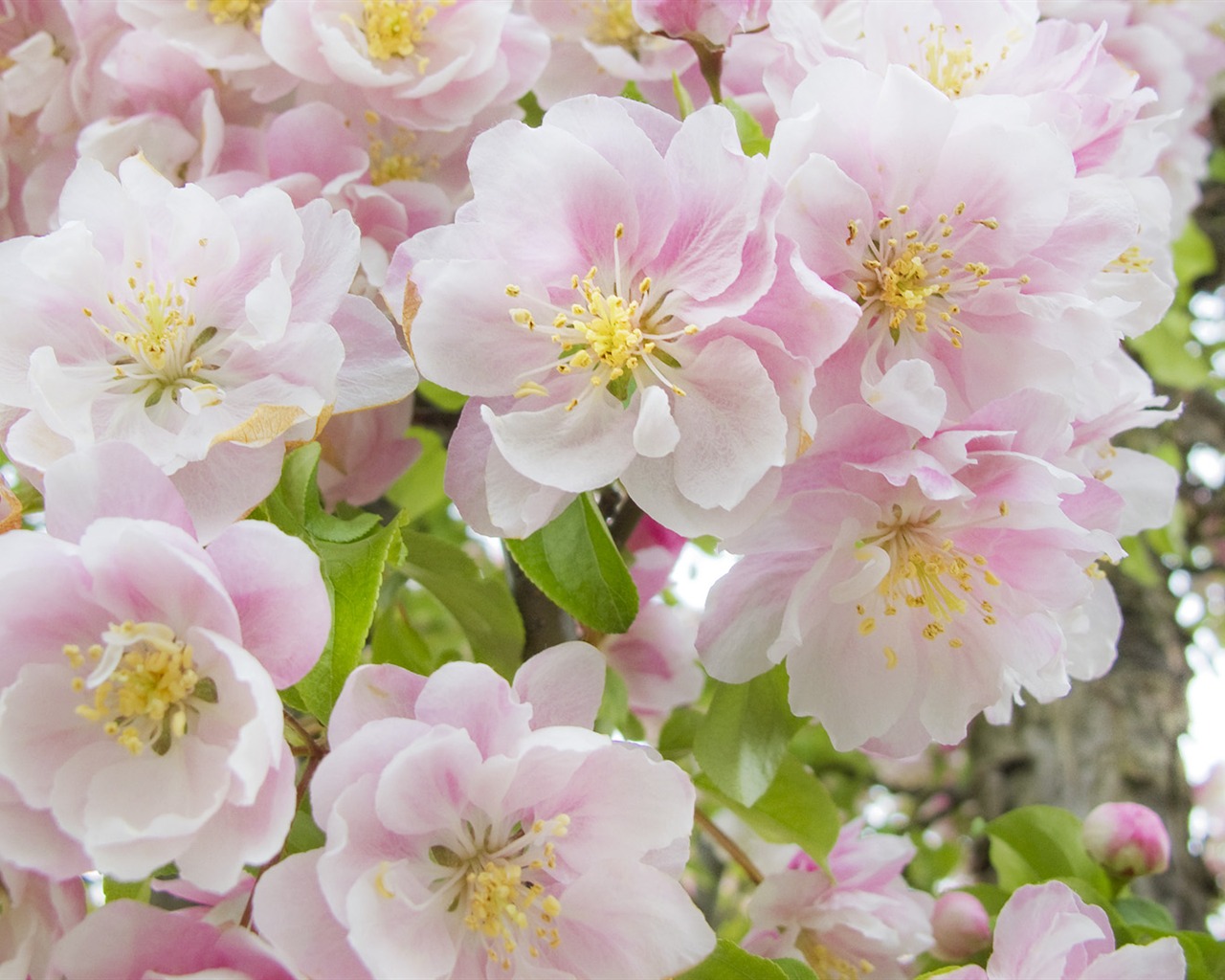 寬屏鮮花特寫 壁紙(32) #19 - 1280x1024