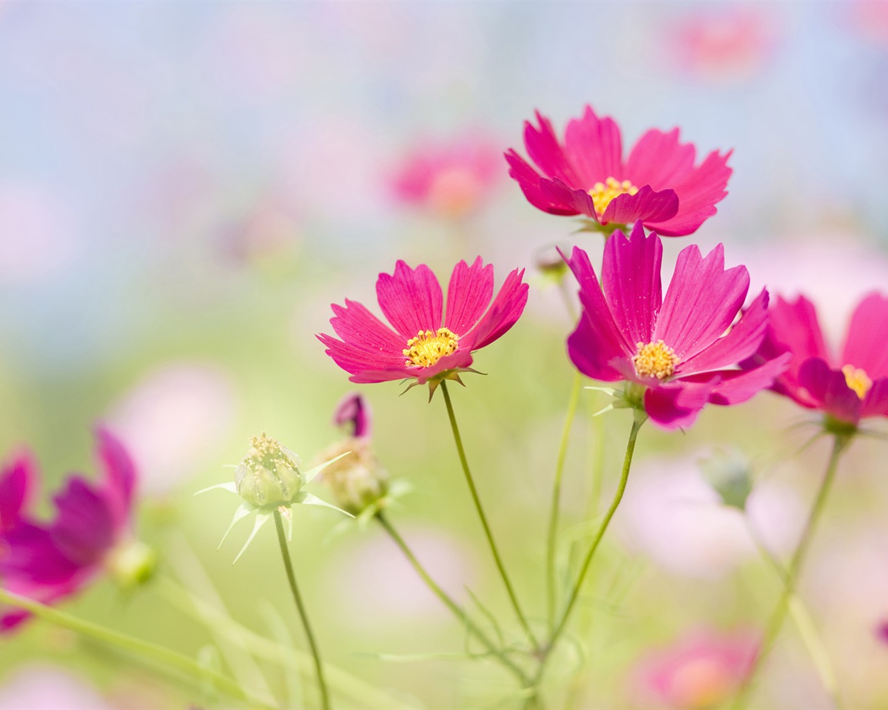 Widescreen wallpaper flowers close-up (33) #1 - 1280x1024