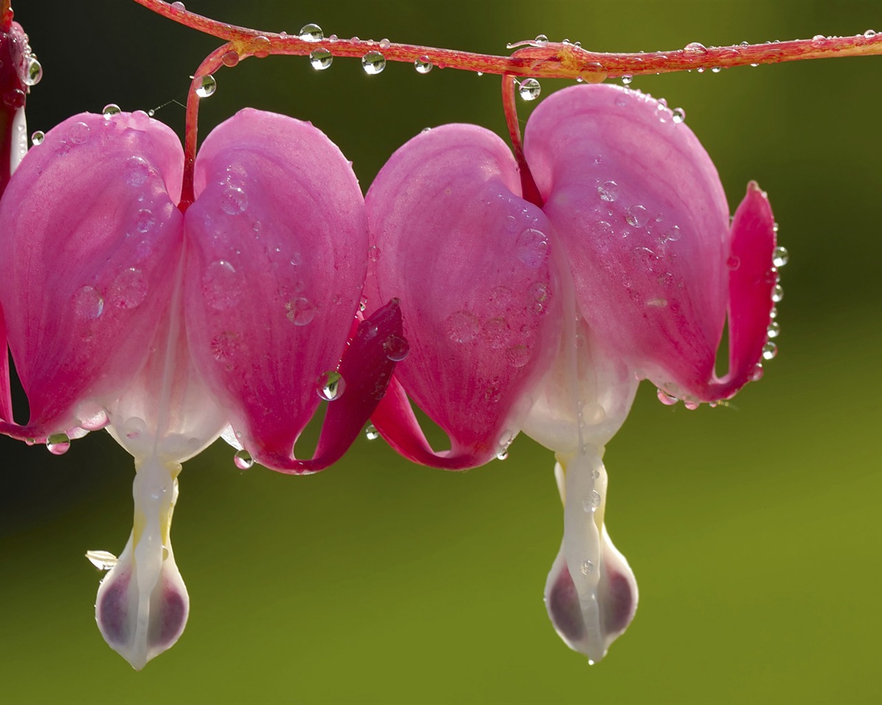 fondos de escritorio de flores con pantalla ancha de cerca (33) #5 - 1280x1024