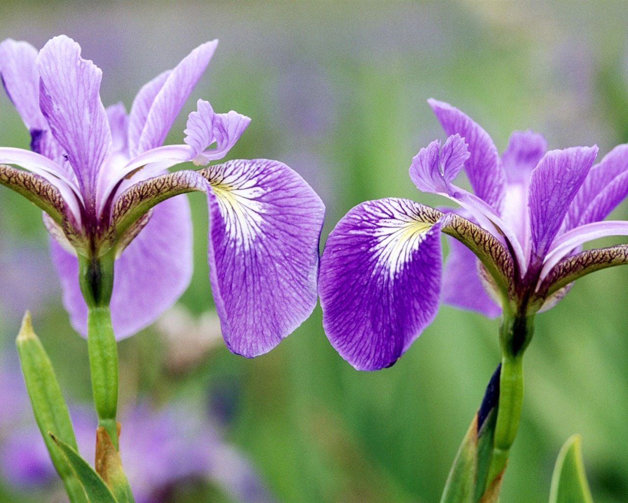 宽屏鲜花特写 壁纸(33)6 - 1280x1024