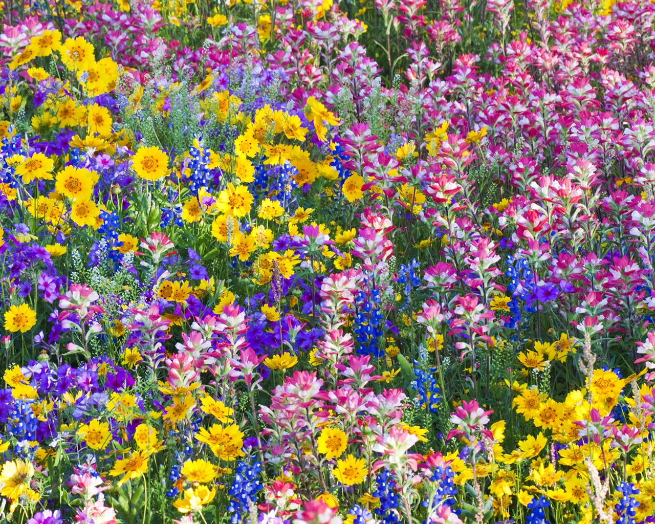Widescreen wallpaper flowers close-up (33) #10 - 1280x1024