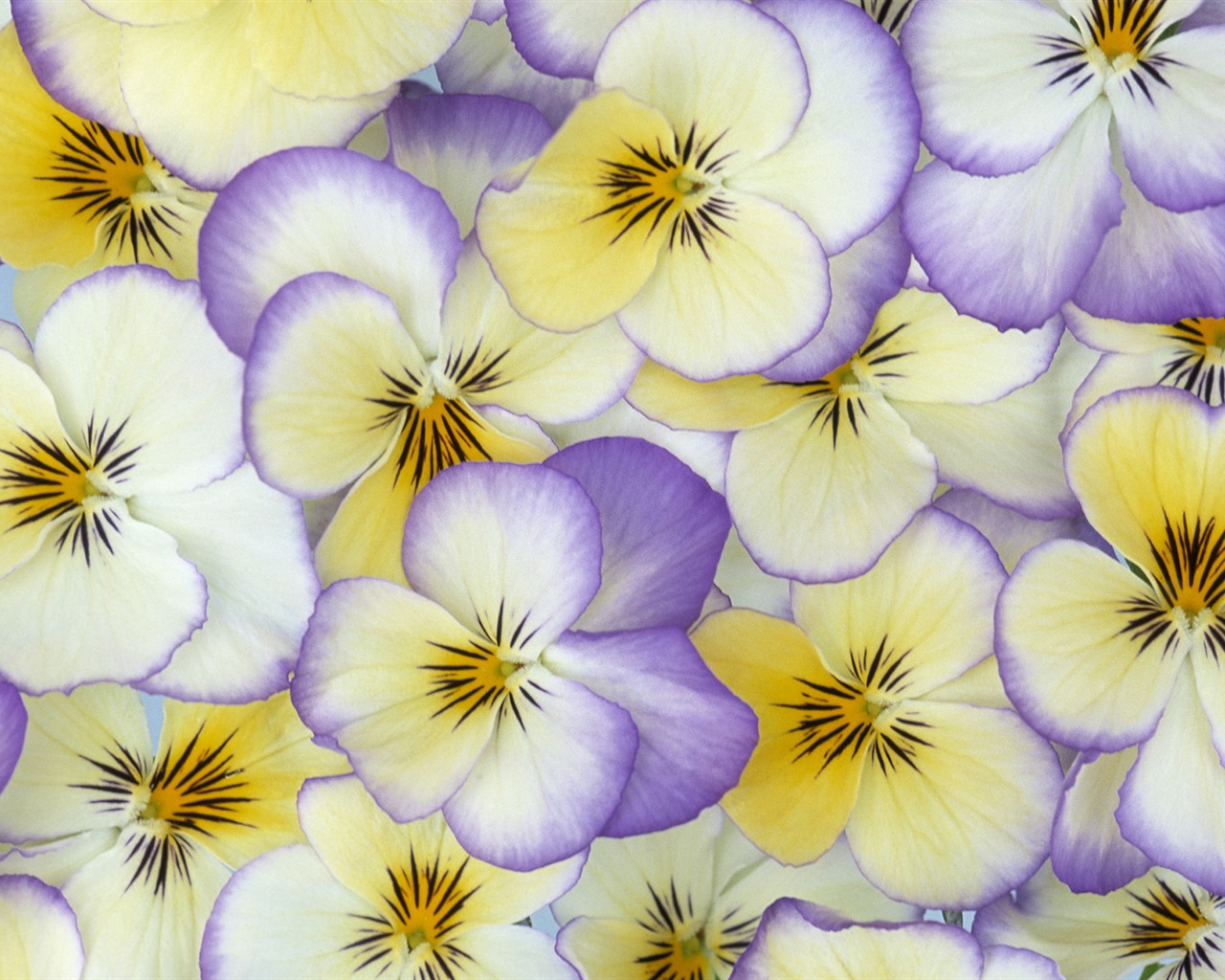 寬屏鮮花特寫 壁紙(33) #18 - 1280x1024