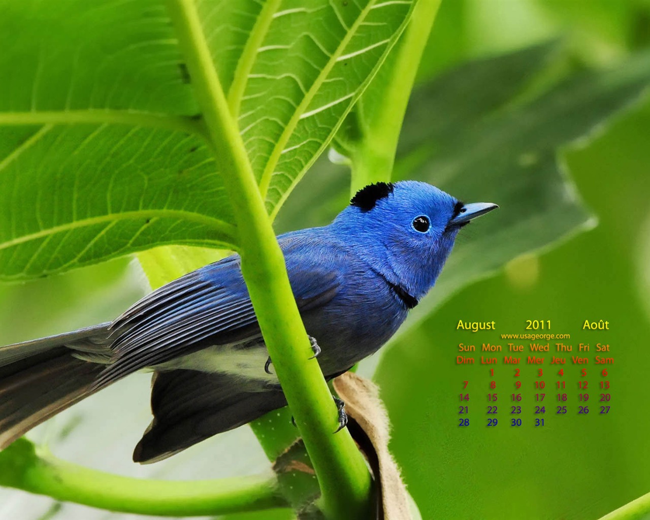 August 2011 calendar wallpaper (1) #4 - 1280x1024