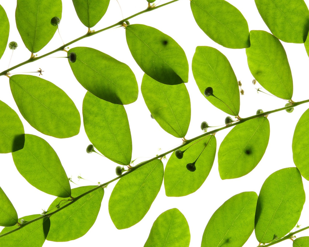 Green leaves wallpaper #1 - 1280x1024