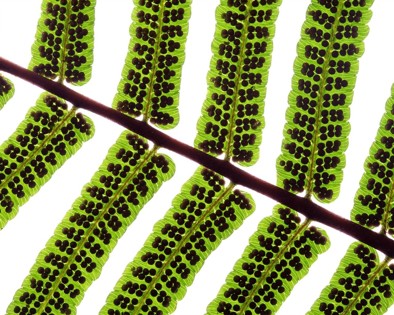Zelené listy tapety #4 - 1280x1024