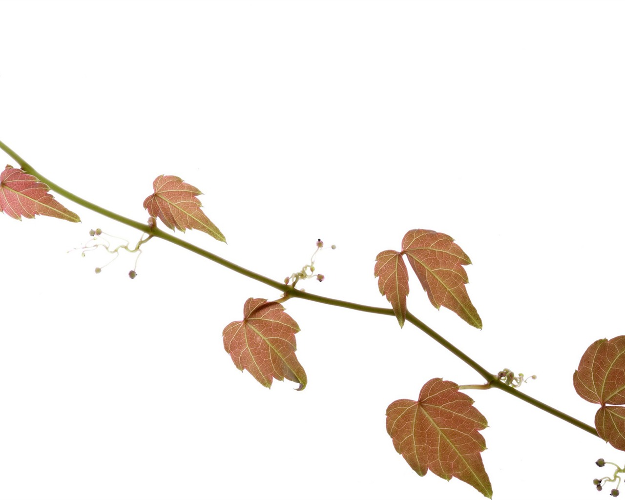 Zelené listy tapety #5 - 1280x1024