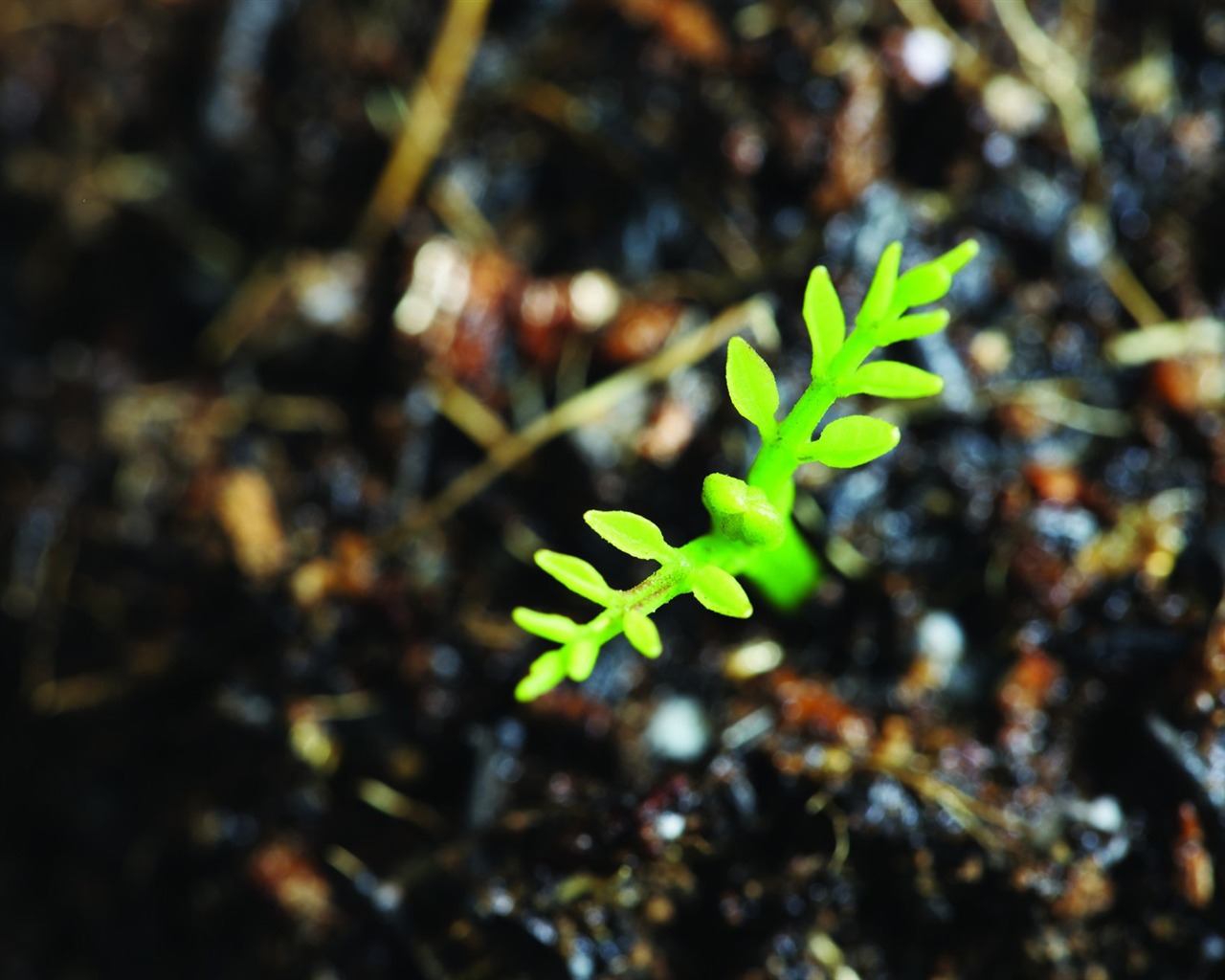 Green seedlings just sprouting HD wallpapers #4 - 1280x1024