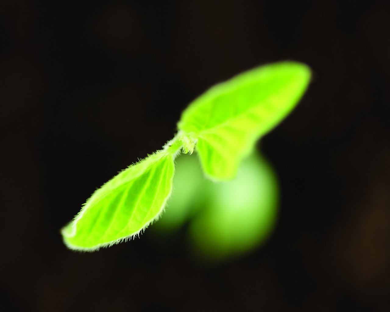 刚发芽的嫩绿幼苗 高清壁纸5 - 1280x1024