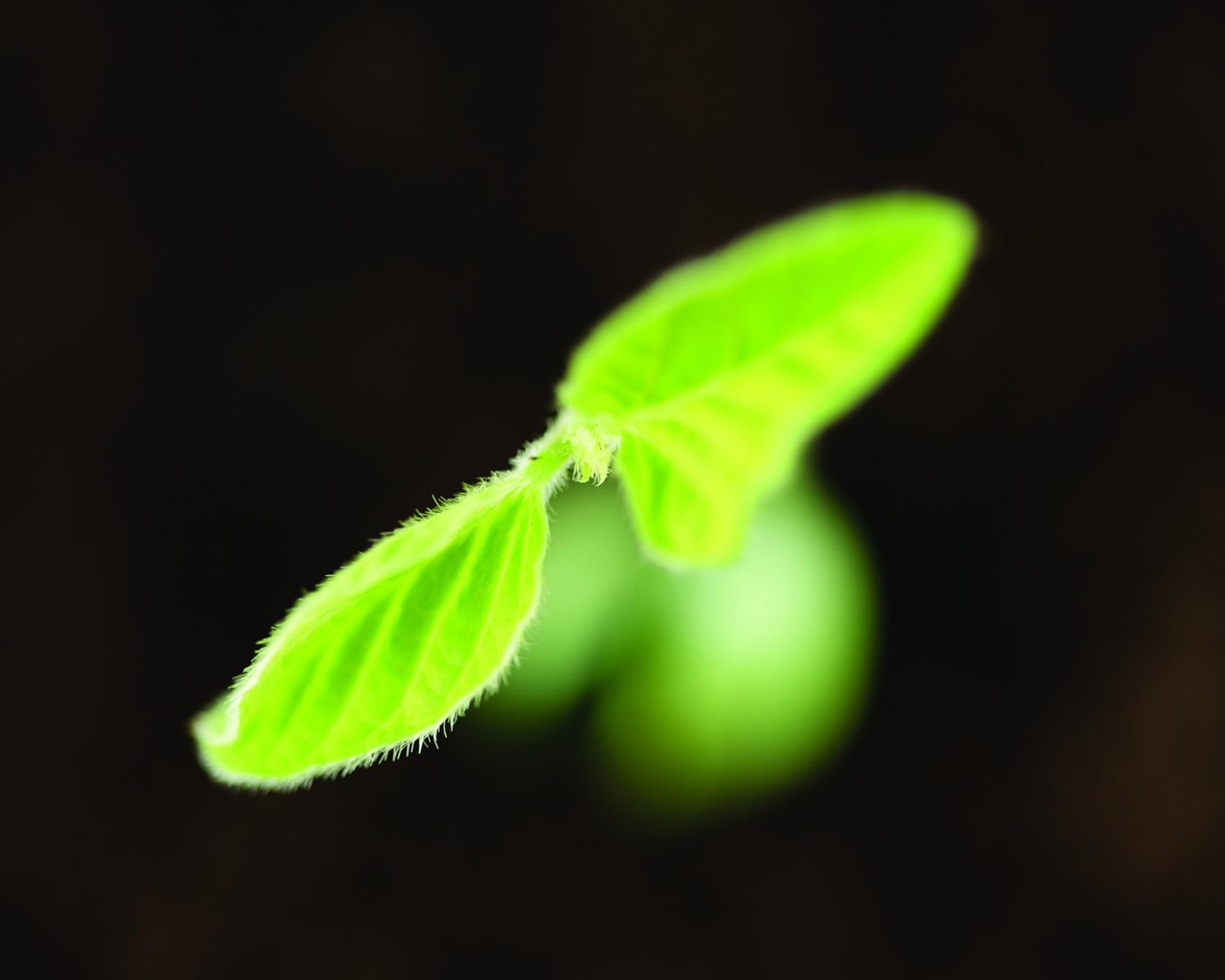 剛發芽的嫩綠幼苗 高清壁紙 #5 - 1280x1024
