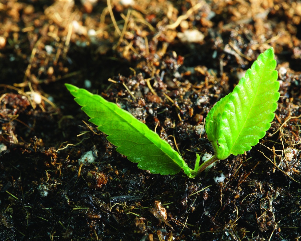 Plantas verdes sólo brotan fondos de pantalla HD #6 - 1280x1024