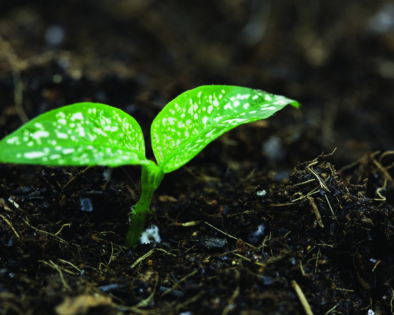 Green seedlings just sprouting HD wallpapers #17 - 1280x1024