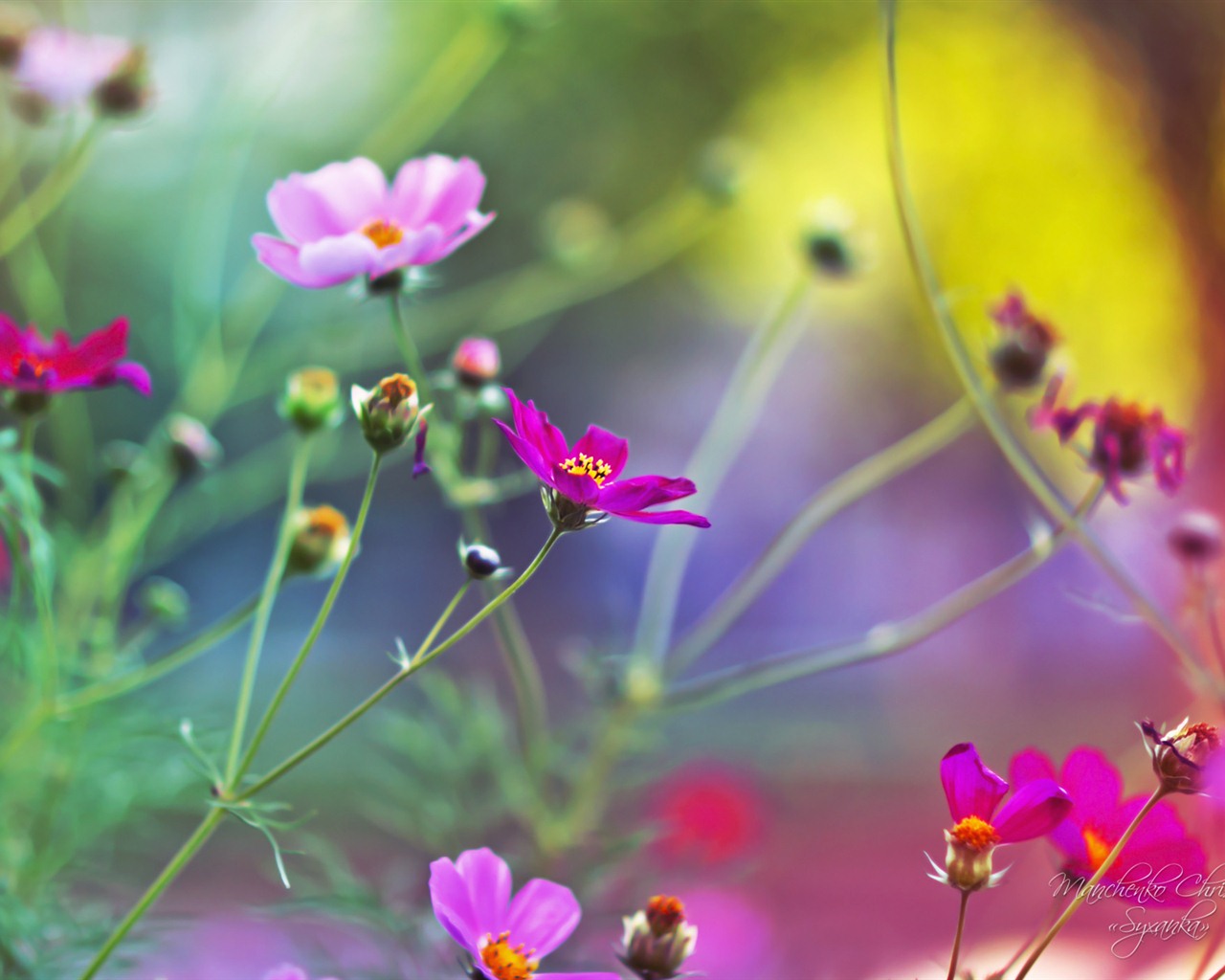 Windows 7 Wallpapers: Dream Garden #11 - 1280x1024