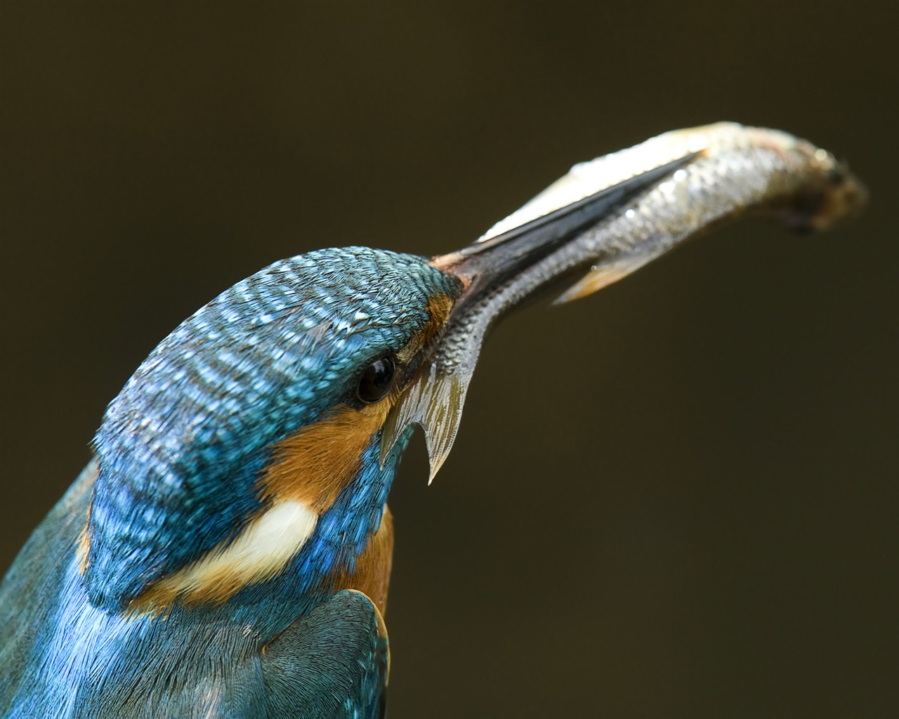 Windows 7 Wallpapers: Beautiful Birds #2 - 1280x1024