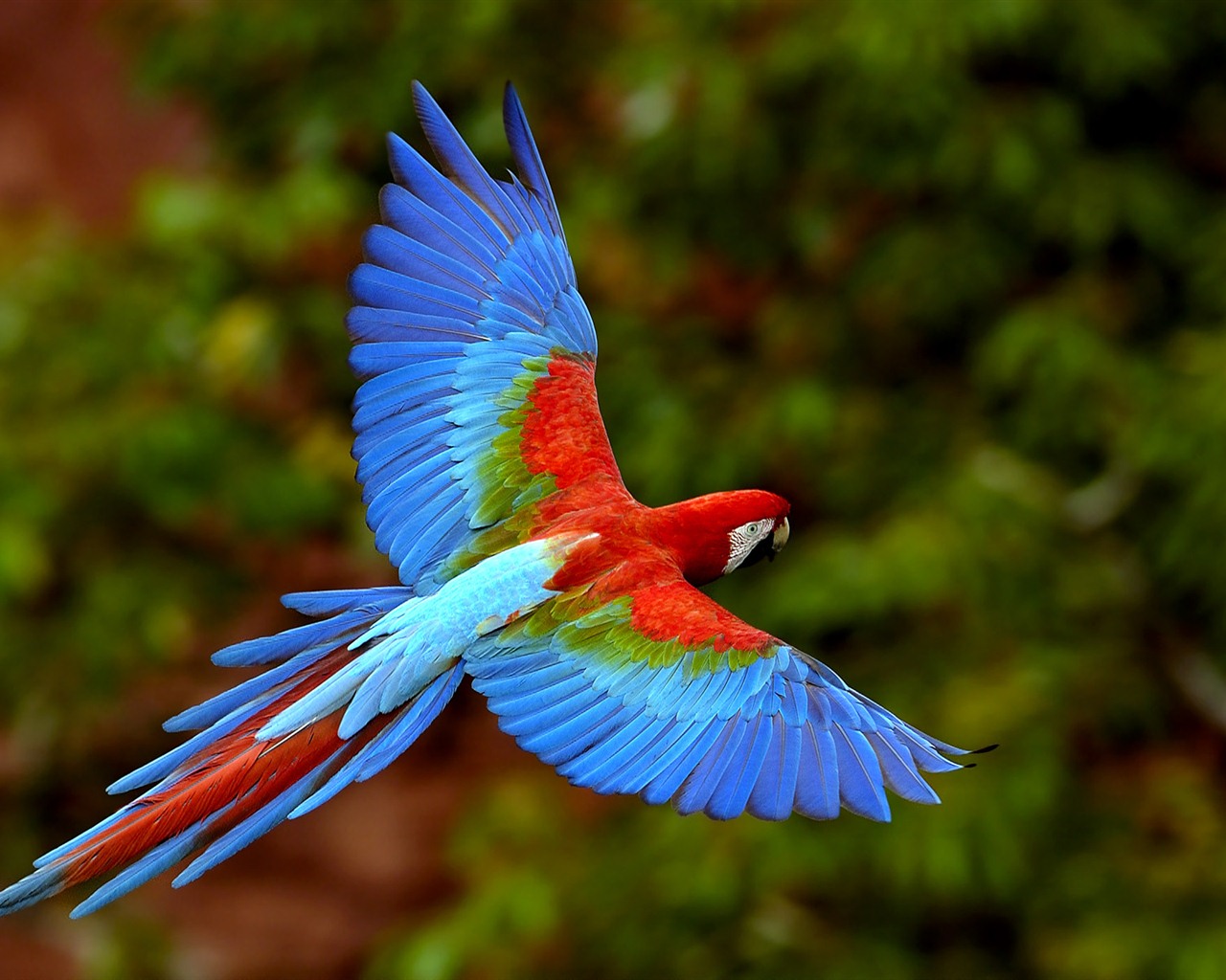 Windows 7 壁纸：美丽的鸟儿9 - 1280x1024