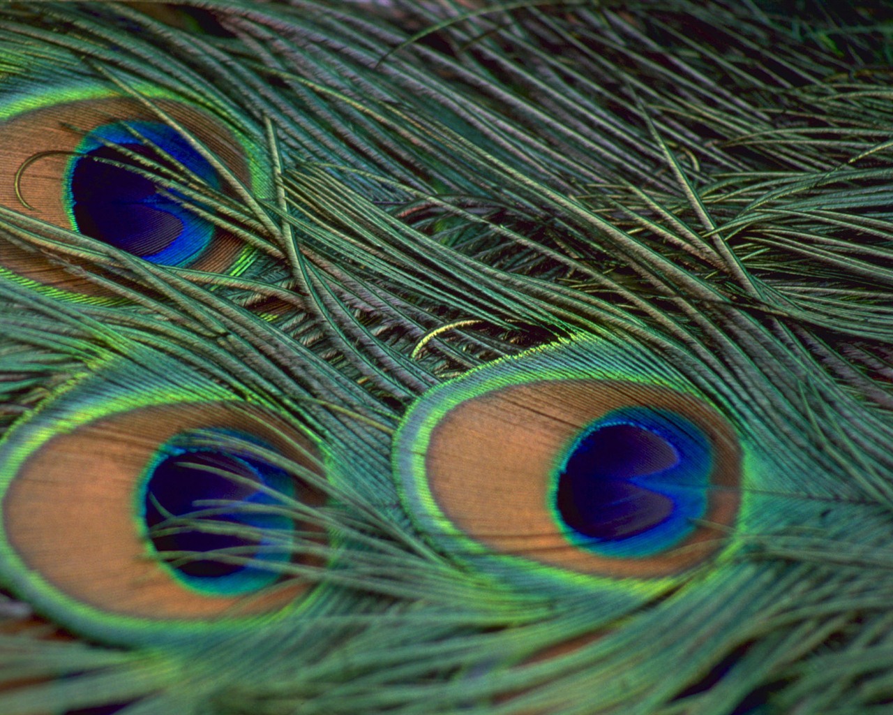 Windows 7 壁纸：美丽的鸟儿14 - 1280x1024