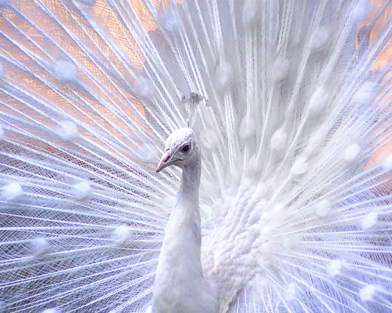 Windows 7 Wallpapers: Beautiful Birds #15 - 1280x1024