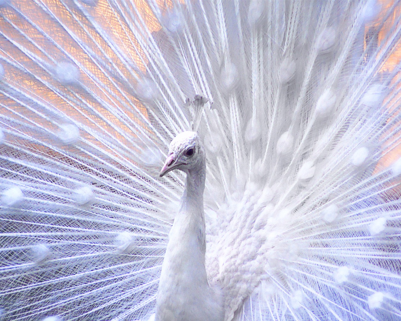 Windows 7 Fond d'écran: beaux oiseaux #15 - 1280x1024