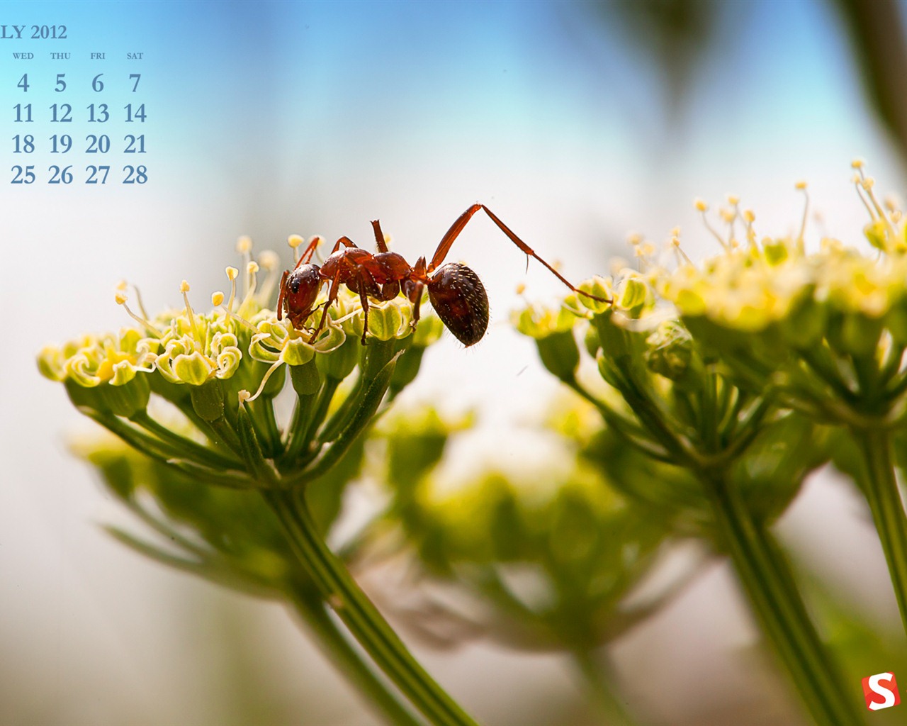 Juli 2012 Kalender Wallpapers (2) #1 - 1280x1024